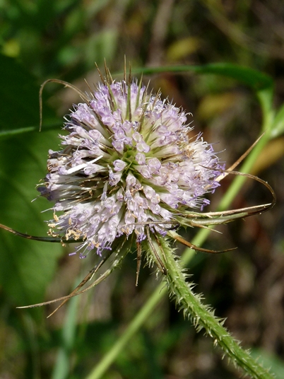 {Dipsacus fullonum}